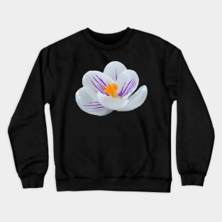 white crocus, crocuses, spring flowers, bloom Crewneck Sweatshirt